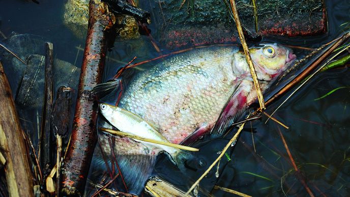 V otrávené Bečvě uhynuly tisíce ryb