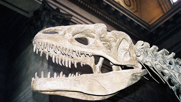 Tyrannosaurus v&nbsp;newyorském Muzeu přírodní historie