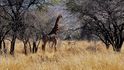 Cena za odstřel žirafy je vysoká – přes dva tisíce dolarů 