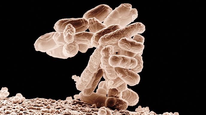 Běžné střevní bakterie E&nbsp;coli shromažďují geny způsobující rezistenci vůči antibiotikám