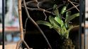 Terárium, v němž geniální rosnička žije. Najdete ji na zeleném listu, vpravo od středové vertikály, přibližně ve dvou třetinách výšky. Svou polohou naznačuje: polojasno až proměnlivo, teplota 20–23 stupňů Celsia.
