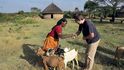 Při předávání koz, Etiopie, 2013