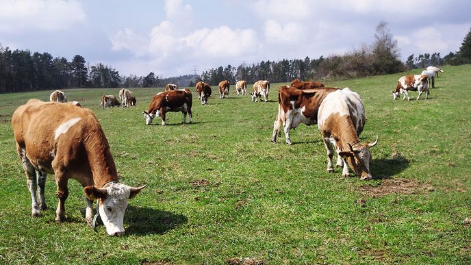 Obyčejné krávy mohou sloužit i k těžbě kryptoměn