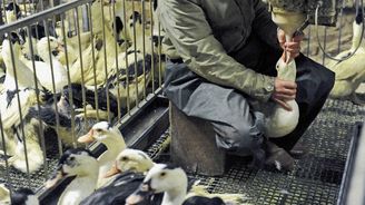 Foie gras: Mučení zvířat, nebo francouzský národní poklad?