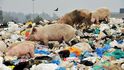 Prasata v odpadcích na skládce  třicet kilometrů jihozápadně od Nairobi, srpen 2017. V Keni loni vstoupil v platnost zákaz plastových sáčků s přísnými sankcemi.