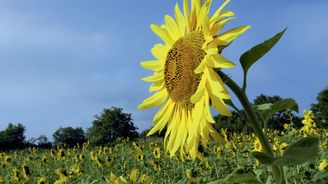 Květina s funkcí kompasu: Zázrak slunečnice je tu s námi tisíce let 