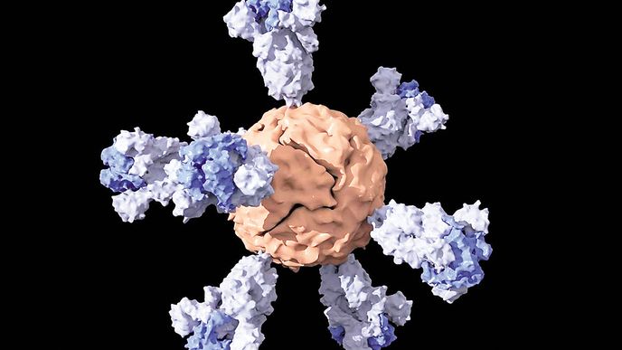Nanočástice zabrání viru proniknout do buňky
