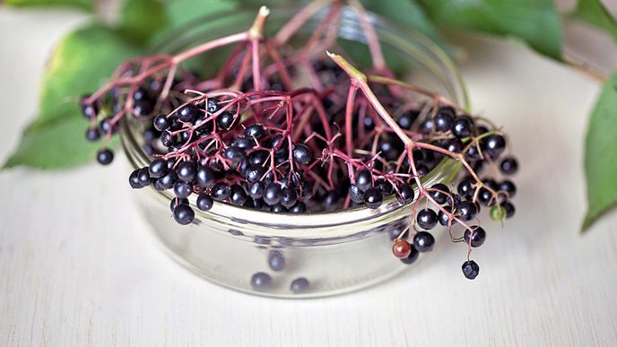 Z bobulí černého bezu můžete připravit zavařeninu nebo sirup s takřka zázračnými účinky.