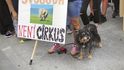 Svoboda sice není cirkus, ale týrání psů hlukem rozhodně není v pořádku