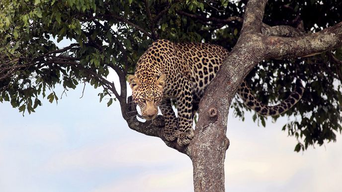 Levhart skvrnitý je samotář. Už možnost spatřit ho  je vzácností, protože se přes den ukrývá v korunách stromů.