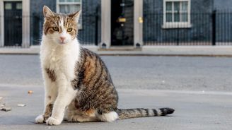 Kocour Larry: Británie má v sídle premiérů výjimečného státního zaměstnance, který ovlivňuje i politiku Kocour Larry: Británie má v sídle premiérů výjimečného státního zaměstnance, který ovlivňuje i politiku