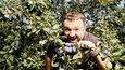 Martin Žufánek v rodinném ovocném sadu, kde mají sedm tisíc švestkových stromů