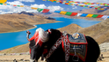 Tibet