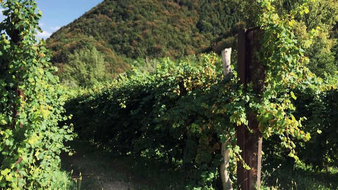 Většina vinic, na nichž se pěstují hrozny pro prosecco, leží severně od města Treviso, v kopcovité oblasti mezi městečky Valdob­biadene a Conegliano 