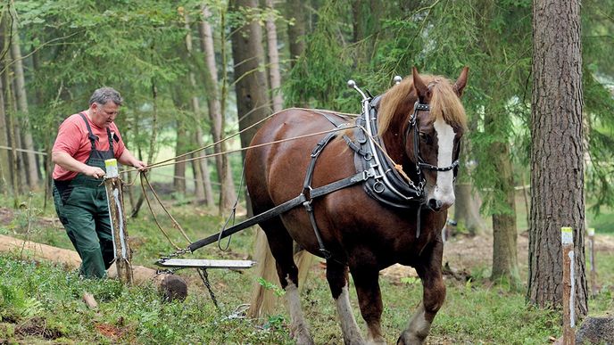 Wohlleben doporučuje zpracovávat dřevo jen s pomocí koňských potahů. Těžké stroje totiž ničí lesní půdu, která se utvářela po tisíciletí.
