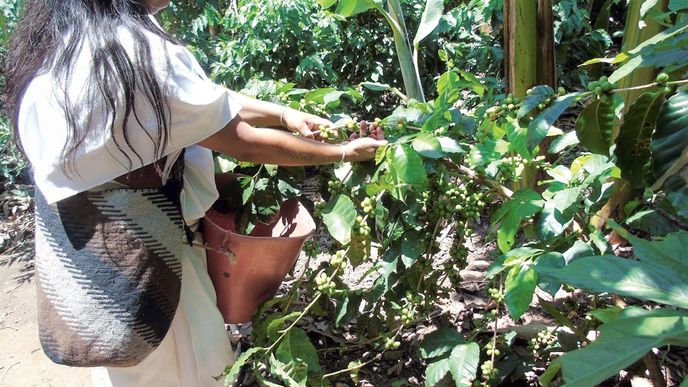 Arhuakové pěstují a sklízejí kávu v pohoří Sierra Nevada po staletí stále stejně – ručně a bez chemie