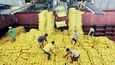 Zlatá rýže sytí milióny lidí 