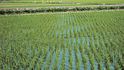 Rýžové pole za Pej-tou  s volavkami v pozadí