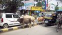 Na silnici mají přednost posvátné krávy  a dál to moc jasné není“