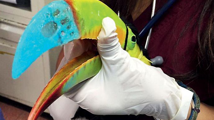 Nový zobák tukana, vytištěný na 3D tiskárně