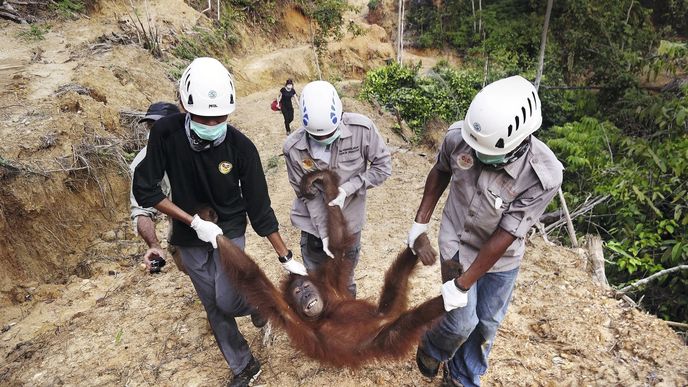 Šíleně rozběhnutý koloběh globálního problému: orangutani jsou pro palmové plantáže škůdci, farmáři je zabíjejí, neziskovky se je naopak snaží zachraňovat... 