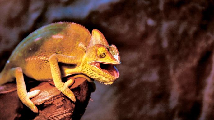 Zabarvení a chování CHAMELEÓNŮ v přírodě spolu úzce souvisejí. Každý druh má svou paletu barev. Některým však nedělá problém se vybarvit do žluté, oranžové, červené, modré a fialové barvy. Změna netrvá dlouho, stačí na to tři sekundy.