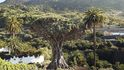 Dračí strom v Icod de los Vinos na západě ostrova je stovky let starý unikát