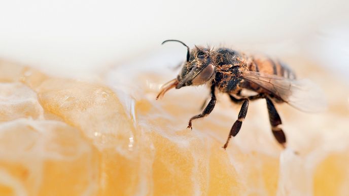 V Česku jsou včely ošetřovány toxickými pesticidy a navíc to financuje stát