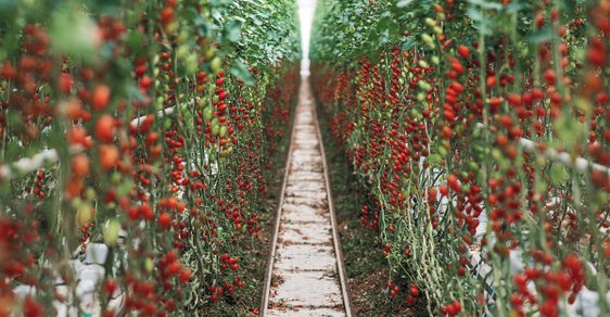 Hýčkaná skleníková rajčata dozrávají přímo na rostlině a na talíř se dostanou několik hodin, maximálně  pár dnů po sklizni, pak se mohou jmenovat Čerstvě utrženo