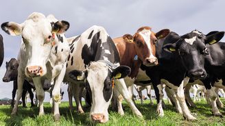 Krávy jako klimatická „hrozba“: Ochrana přírody a Green Deal se nesmějí zvrhnout v nereálnou ideologii