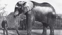 Po Barnumově slonu pojmenoval Edison své obří dynamo Jumbo a Boeing mnohem později dopravní letadlo