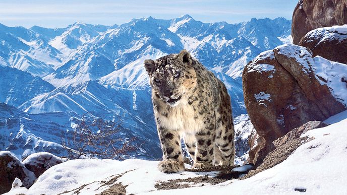 Sněžný levhart – jeden z mnoha hrdinů seriálu Planet Earth II