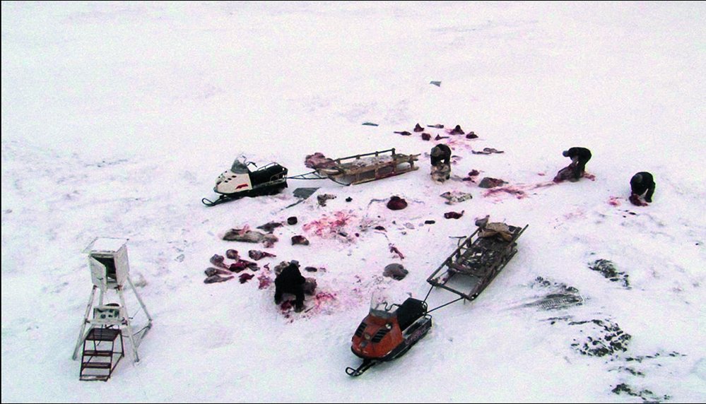 V&nbsp;dokumentu Medvědí ostrovy z&nbsp;roku 2010 přibližuje Martin Ryšavý atmosféru opuštěných míst na&nbsp;ostrovech ve&nbsp;Východosibiřském moři, v&nbsp;rezervaci ledních medvědů při ústí řeky Kolymy