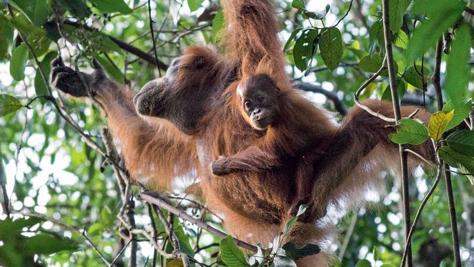 K nejkrásnějším zážitkům patřilo pozorování orangutanů