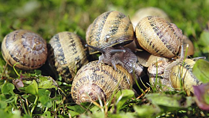 Šnečí farmy už jsou realitou, možná přijdou na řadu i farmy želví, želvy totiž bývaly docela běžným jídlem v dobách nouze