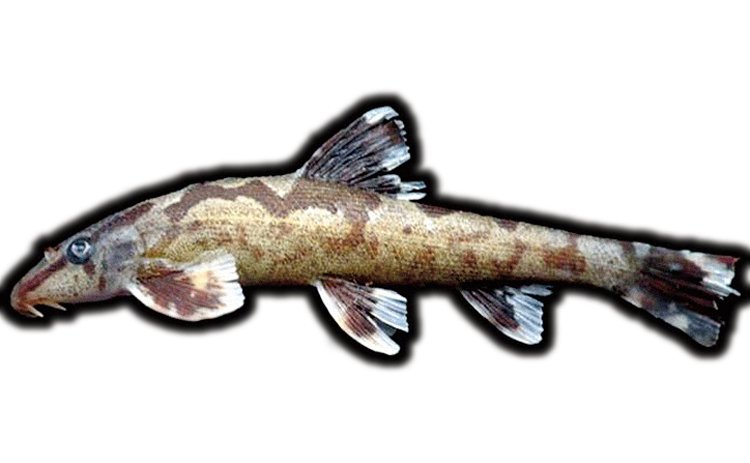 Jednou z asijských mřenek, která může ploutve používat k lezení a chůzi, je druh ryby Homaloptera bilineata