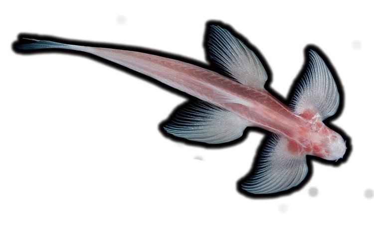 Balitora je velmi málo prozkoumaná ryba, vědci dokonce ani neví, čím se v jeskyních živí