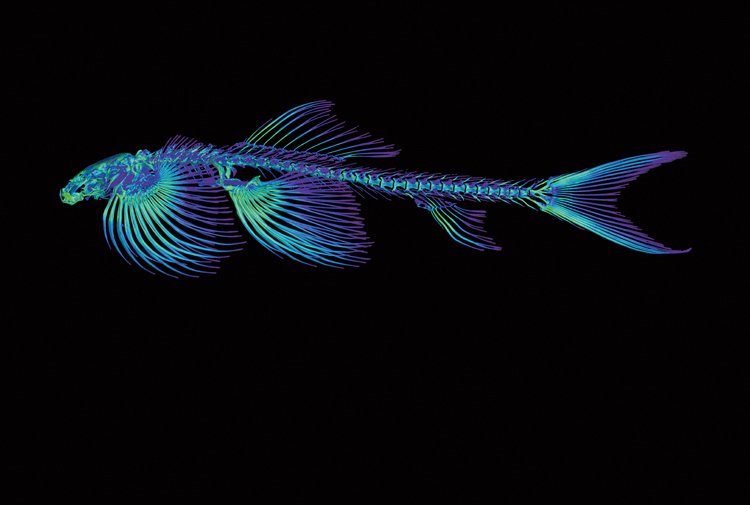 3D model kostry ryby balitory prozradil vědcům tajemství její chůze