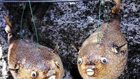 Ryba fugu musí být speciálně připravená, jinak hrozí otrava a smrt.