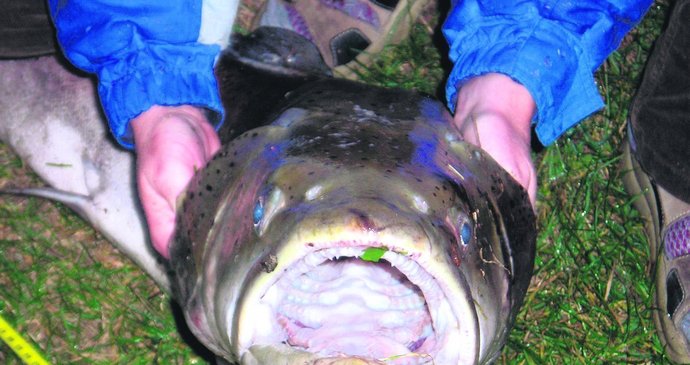 Ne náhodou se tato ryba s velkou hlavou jmenuje hlavatka. V tlamě má řadu ostrých zubů.