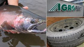 Ryby poblíž silnic zřejmě ohrožuje chemikálie z pneumatik, kterou vyrábí i společnost z holdingu Agrofert.