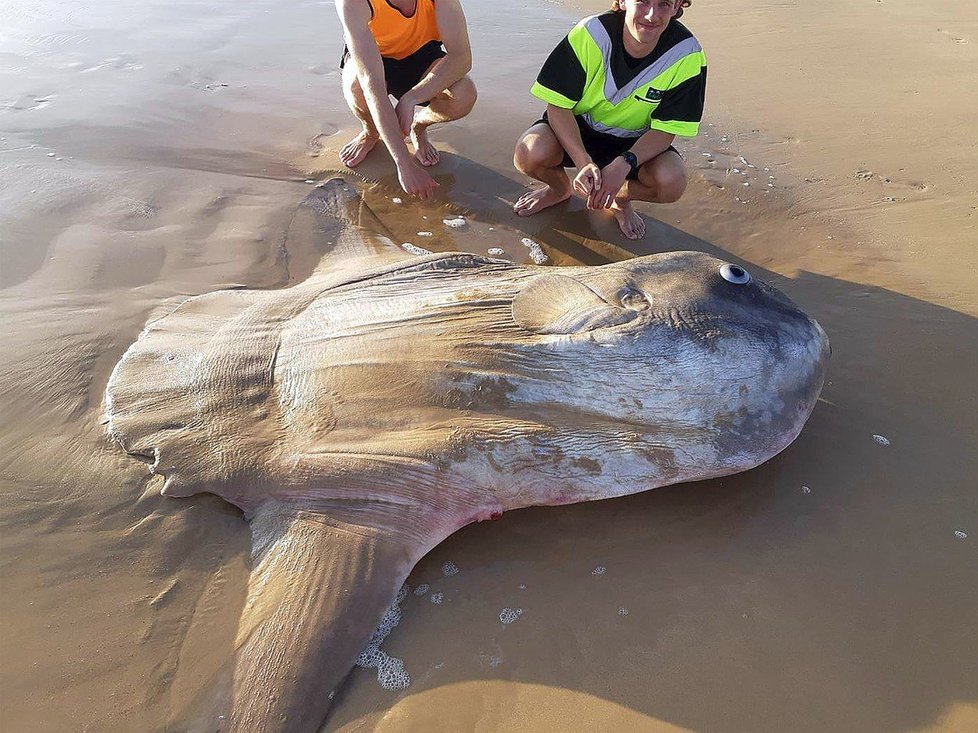 Vyplavený měsíčník svítivý překvapil rybáře na jihu Austrálie