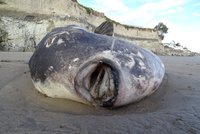 Oceán v Kalifornii vyplavil měsíčníka ukrytého: Vzácnou placatou rybu
