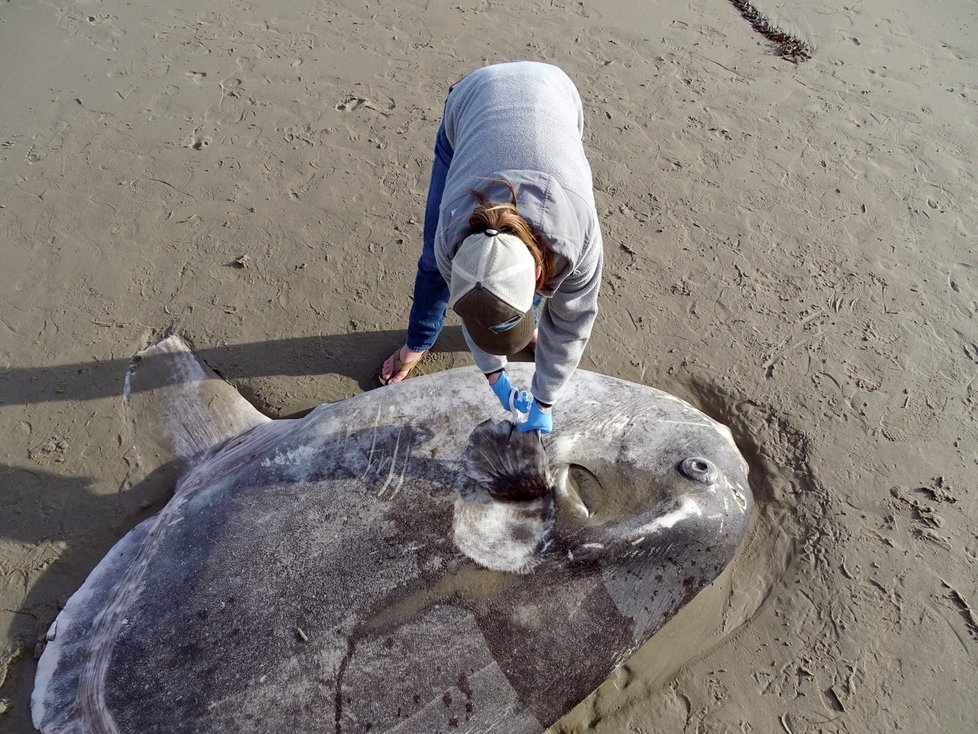 Oceán v Kalifornii vyplavil tělo vzácného měsíčníka ukrytého