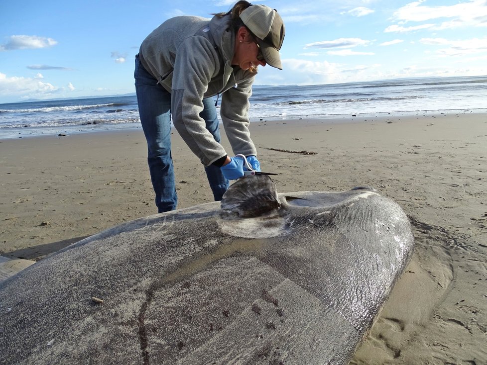 Oceán v Kalifornii vyplavil tělo vzácného měsíčníka ukrytého