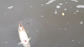 Mrtvé ryby v Odře (26. 7. 2023)