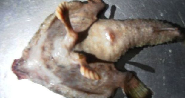 Záhadnou rybu s nohama našli v Karibiku.