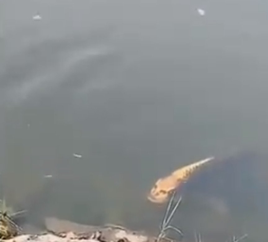 Internet vyděsila podivná ryba s lidským obličejem! Spatřena byla v jezeře.