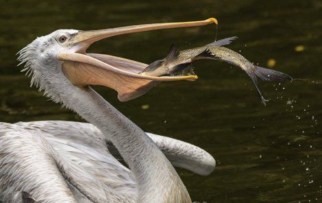 Pořádnou rybu pelikán uniknout nenechal.