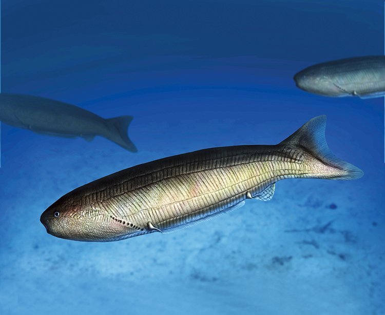 Tento bezčelistnatý rybovitý obratlovec plaval mořskými hlubinami před 425 miliony lety
